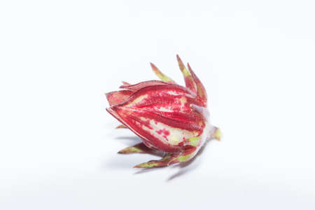 Hibiscus sabdariffa white backgroundの写真素材