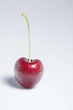 Cherry white backgroundの写真素材