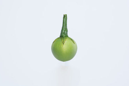 Solanum torvum white background