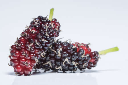 Macro Morus White Backgroundの写真素材