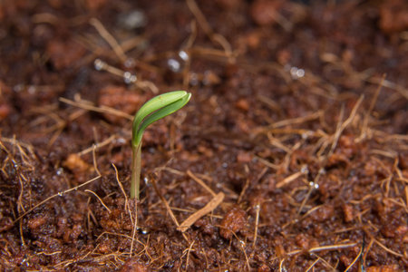 Macro background sapling tree