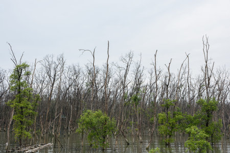 Mangrove forest view