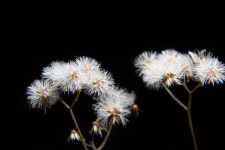 Background grass flower macro