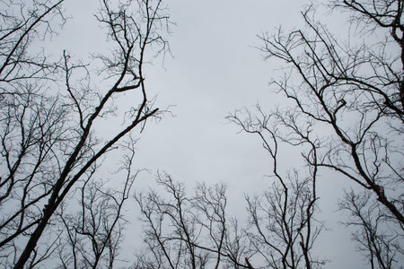 Dead tree With white sky