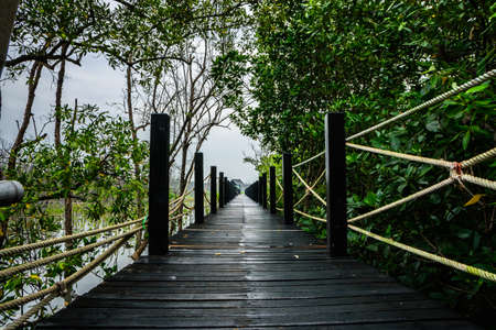 Mangrove forest walkway bridgeの写真素材