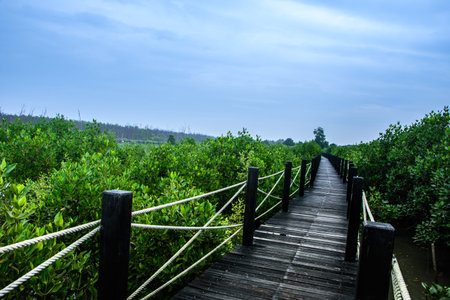 Mangrove forest walkway bridge