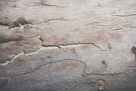 Background bark surface