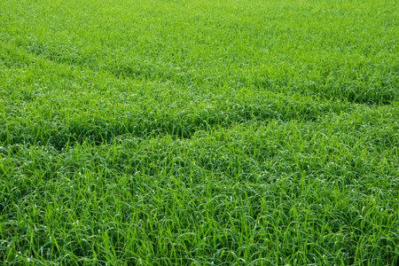 Close the rice plantの写真素材