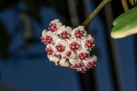 Hoya flower macroの写真素材