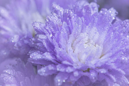 Purple flower macro backgroundの写真素材