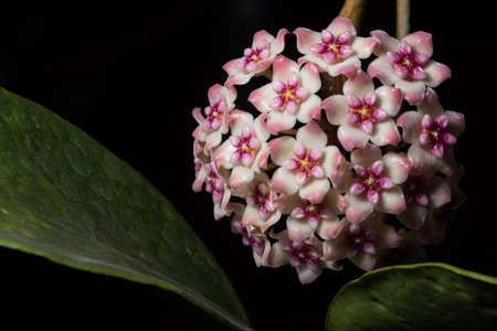 Hoya flower macroの写真素材