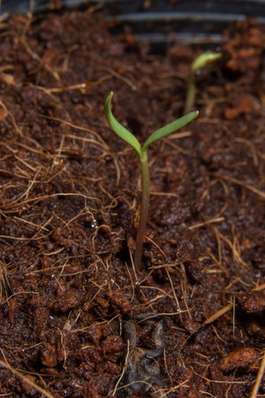 Macro background sapling tree