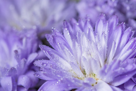 Purple flower macro background