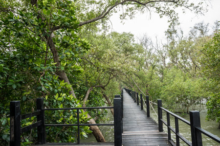 Mangrove forest walkway bridge