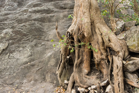 The tree with the cliff.