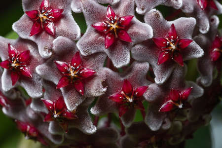 Hoya flower macroの写真素材
