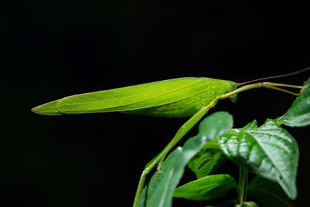 Green Grasshopper Macroの写真素材