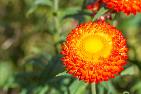 Straw flower Natural macro
