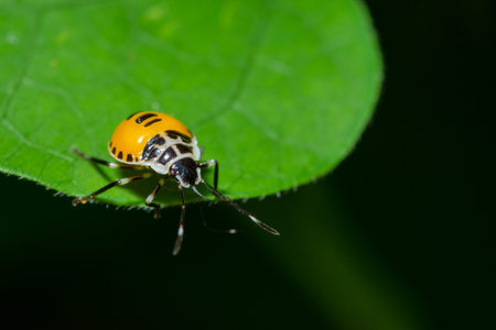 Macro Stink Bug on leaf