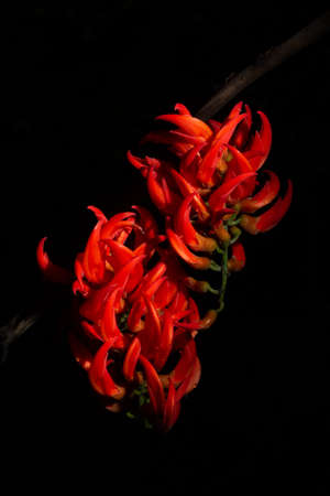 Newguinea Creeper Flower Macroの写真素材