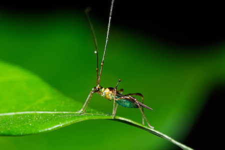 Macro insect on leaf
