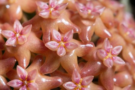Pink Hoya Pink Flower