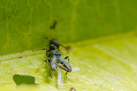Macro spider on the leaf