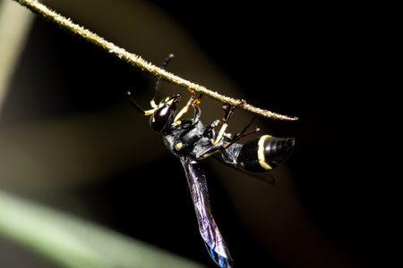 European Paper Wasp Macro