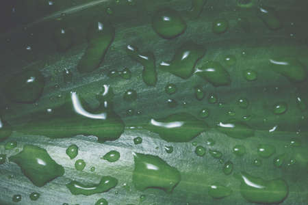 Background patterned leavesの写真素材