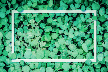 Leaf background Frame