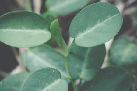 Dark foliage backgroundの写真素材