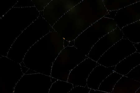 Macro background drops on spider webの写真素材