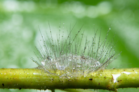 Macro insect pupa