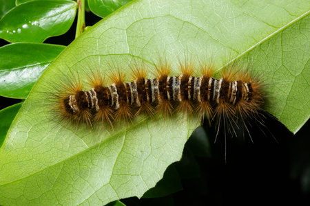 Macro worm in nature on leaf