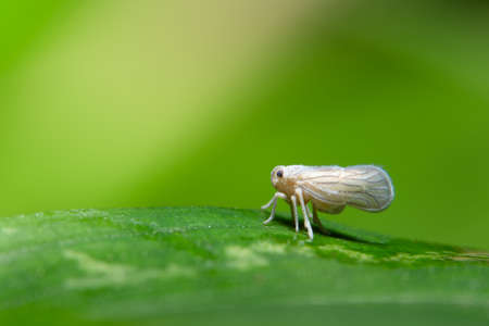 Macro leafhopper on white leafの写真素材