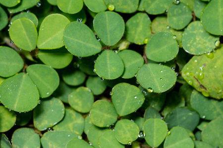 Macro green foliage background