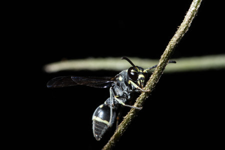 Macro insect on leafの写真素材