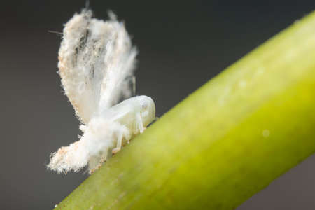 Allocaridara malayensis Crawfordの写真素材