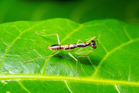 Green Grasshopper Macro