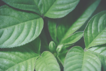 Dark foliage background