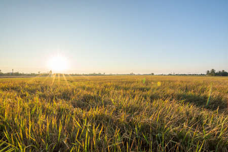 Rice field background in the morningの写真素材