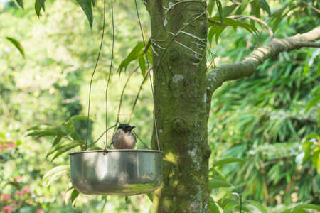 Take a close-up birdの写真素材