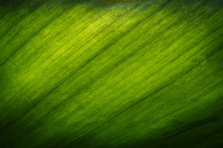 Background patterned leaves