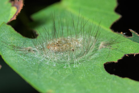 Macro worm in nature on leaf