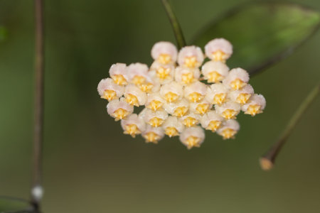 Yellow hoya macro macro