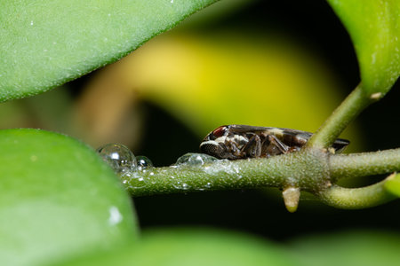 Macro insect on leaf