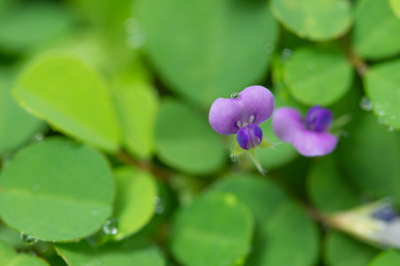 Background macro wildflower