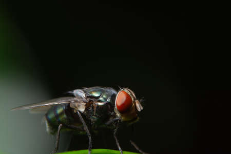 Macro flies on the leafの写真素材