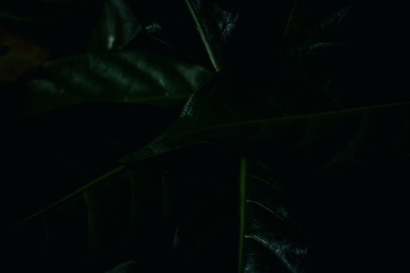 Background patterned leaves