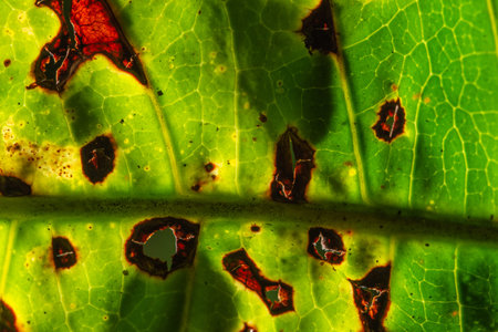 Green leaf pattern backgroundの写真素材